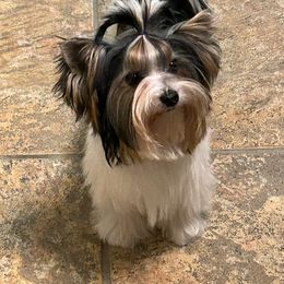 Patch - Biewer Terrier