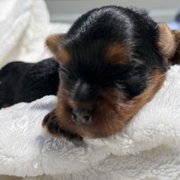 Snickers - Black and gold male Yorkshire Terrier puppy in Escondido, California from Yorkies of Escondido