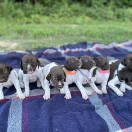 German Shorthaired Pointer Puppies from TTR GSP TopDog Kennels