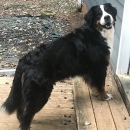 Mashka - Bernese Mountain Dog