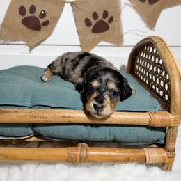 Georgia - Dapple female Dachshund puppy in New Albany, Mississippi from Double A. Doxies