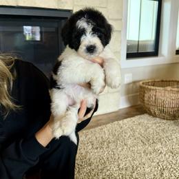 Ellen - Black and white female Bernedoodle puppy in Yuba City, California from Ranch House Doodles