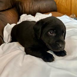 White collar - Black male Labrador Retriever puppy in Lebanon, Oregon from Table Rock Retrievers