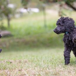 Poodle Puppies from Spirit Poodles