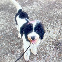 Claudette - Bernedoodle puppy from Little Lake Doodles