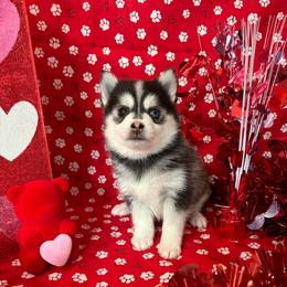 Aurora - Black and white female Pomsky puppy in Valparaiso, Indiana from Valparaiso Pomskys