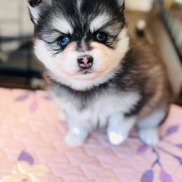 Pretty - Black and white female Pomsky puppy in Yavapai County, Arizona from Pawsh Pomskies