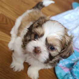Shih Tzus from Pure Hearts