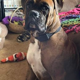Jax - Boxer