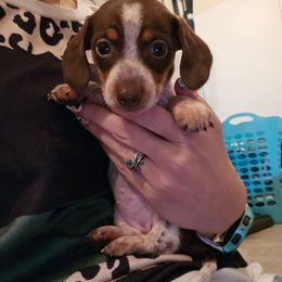Dachshund Puppies from SouthernMama Doxies