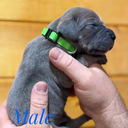 Bluefawn Tanpoint - Blue male Great Dane puppy in Greenville, South Carolina from Allen’s Ridge Ranch