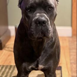 Cane Corso Puppies from Relic Cane Corso