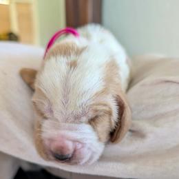 Pink Collar Girl - Lemon and white female Basset Hound puppy in Brantley, Alabama from Lindsey's Puppies