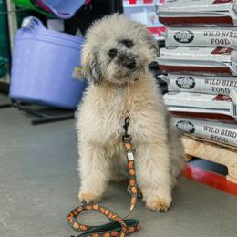 Marlowe -  Trained - Merle female Whoodle puppy in Youngstown, Florida from Wonderland’s Boujie Kennels