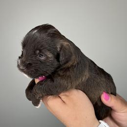 Great Dane and Miniature Schnauzer Puppies from Dog in Mind Danes