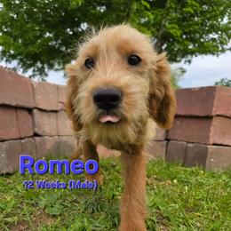 Romeo - Red male Labradoodle puppy in Genoa City, Wisconsin from Sakura Pups