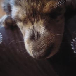 Dachshund Puppies from Harris Hugs and Wiener Wiggles