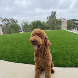 Ollie - Poodle