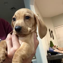 Gryphon - Cream male Dachshund puppy in Queen Creek, Arizona from Western Weens