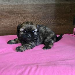 Girl 1 - Brindle female Shih Tzu puppy in Meadows Of Dan, Virginia from Walt’s Shih Tzus