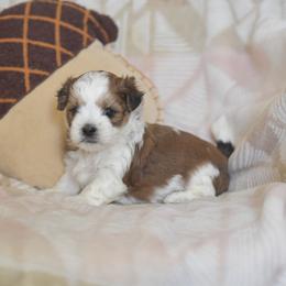 Jack - Brown and white male Shichon puppy in Delta, Colorado from PTK Ranch