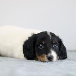 Owen - Piebald male Dachshund puppy in Alto, Texas from Prima Dachshunds