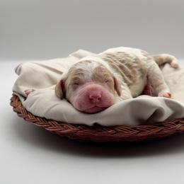 Dakota - Apricot male Aussiedoodle puppy in Claremont, North Carolina from Magnolia Grove Farms
