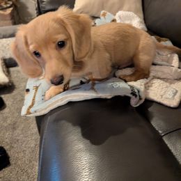 Dachshund Puppies from English Cream Dream Dachshunds