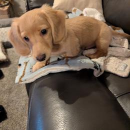 Dachshund Puppies from English Cream Dream Dachshunds