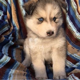 Pomsky Puppies from Dakota Pomskies