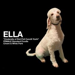 Ella - Poodle