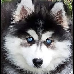 Kira - Siberian Husky