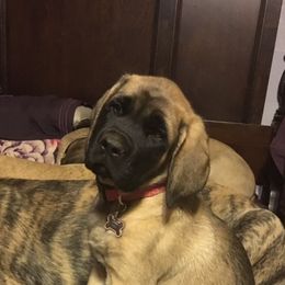 Mastiffs from Oasis Mastiffs