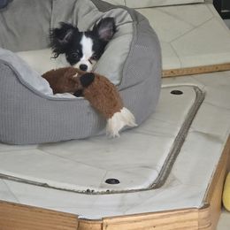 Promise - Black and white female Chihuahua puppy in Rose Hill, Kansas from Layna's Pomeranians & Chihuahuas