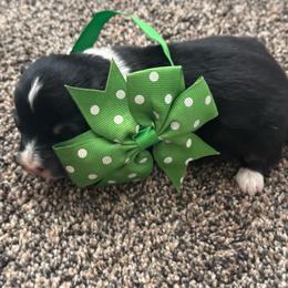 Boy 1 - Black and tan male Corgipoo puppy in Junction, Utah from Sugar Doodles