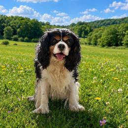 King - Cavalier King Charles Spaniel