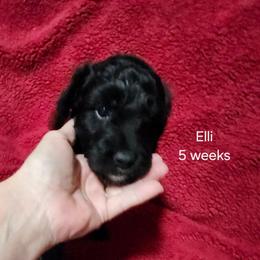 Pink collar Ella - Black and white female Bernedoodle puppy in Fairmount, Indiana from Capens' Doodles,Poodles and Poo's