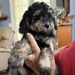 Charlie - Phantom male Goldendoodle puppy in Springfield, Pennsylvania from Lesher Goodwin Goldendoodles