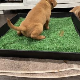 Labrador Retriever Puppies from Fia Red Retrievers