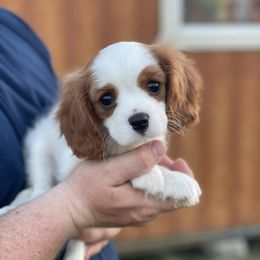 Cavalier King Charles Spaniels from Veach Cavalier Spaniels