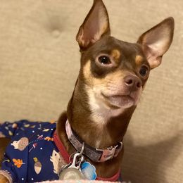 Dixie girl - Chihuahua