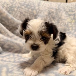 Mouse (boy 3) - Black tan and white male Biewer Terrier puppy in El Paso, Texas from De La Rosa Biewers