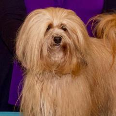 Havana Silk Dogs from Tyburn Woods Havana Silk Dogs