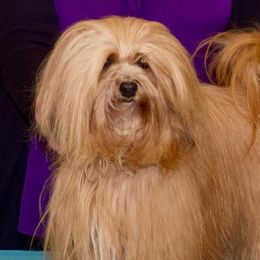 Havana Silk Dogs from Tyburn Woods Havana Silk Dogs