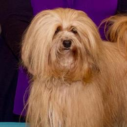 Havana Silk Dogs from Tyburn Woods Havana Silk Dogs