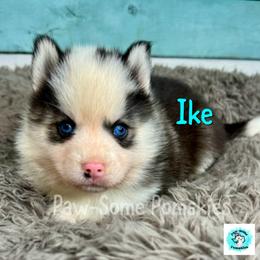Ike - Black and white male Pomsky puppy in Krum, Texas from Paw-Some Pomskies
