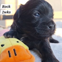 Rock - Brindle male Mal-Shi puppy in Apollo Beach, Florida from Gemstone Exclusive Pups of Florida