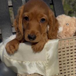 Red - Red male Dachshund puppy in Winder, Georgia from Empire Yorkies