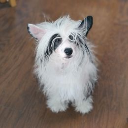 Ryker - Chinese Crested