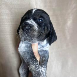Timber - Blue ticked and tan male Bluetick Coonhound puppy in Wolf Creek, Oregon from Dejah Bleu Kennels